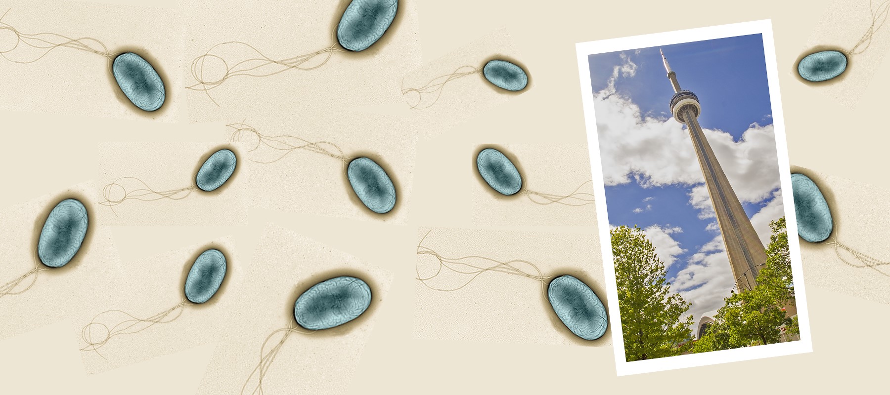 burkgenomes's tweet card. 22nd International Burkholderia cepacia Working Group Meeting