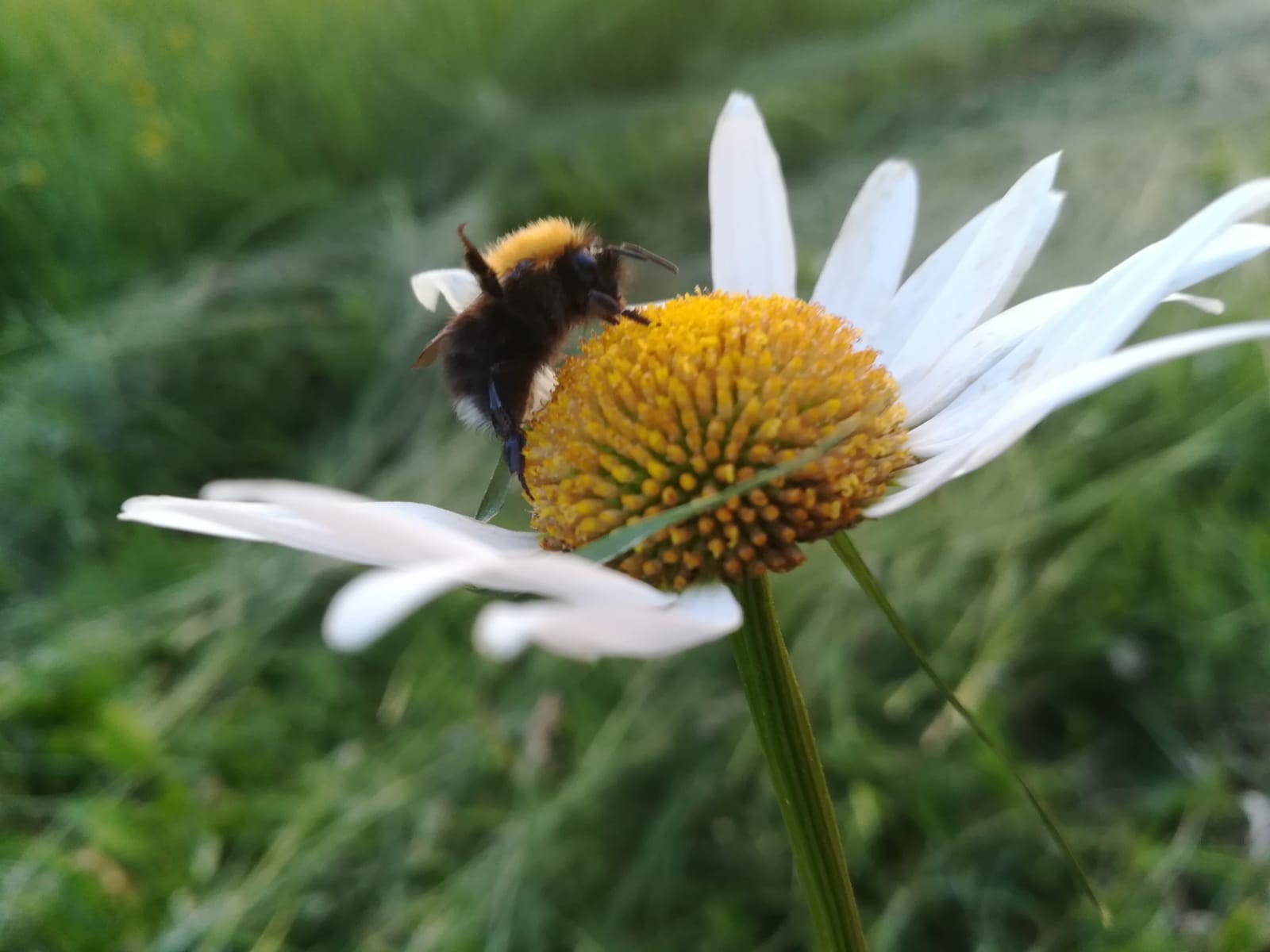 NesslingSaatio's tweet card. Joskus mehiläisten joukkokuolemasta voi seurata jotain hyvääkin. Itse olen kuolemien seurauksena aloittanut mehiläistarhauksen ja uran pölyttäjätutkijana, kirjoittaa apurahansaajamme Lotta Kaila.