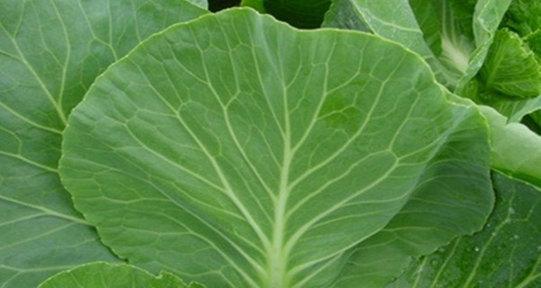 expansaolab's tweet card. A couve é um alimento que proporciona vários benefícios para a saúde, é bastante indicada para aqueles que buscam manter uma dieta saudável e equilibrada. Uma pesquisa divulgada da pela Universidade...