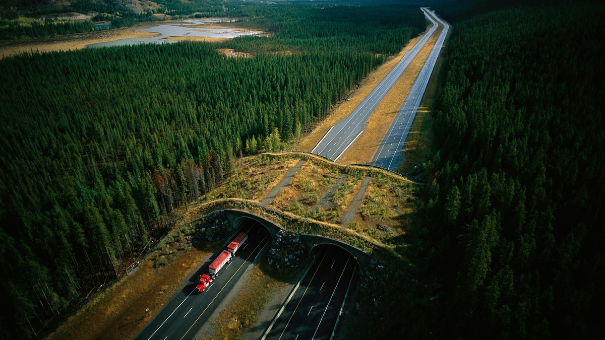 NatGeo's tweet card. Bridges for bears and tunnels for tortoises have significantly reduced the number of wildlife-car collisions worldwide.