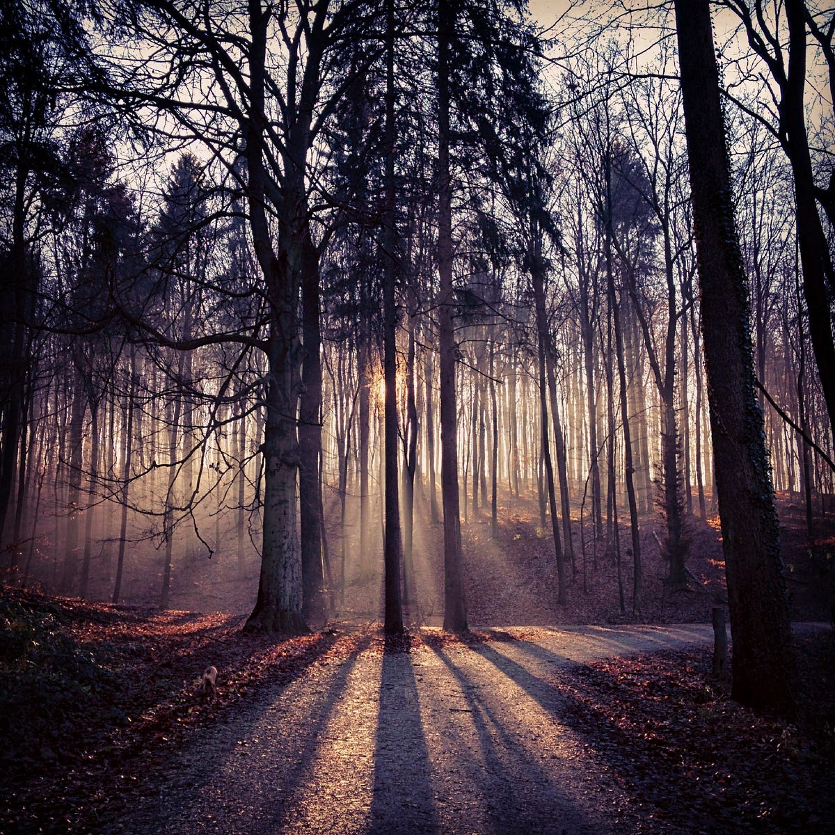 joa's tweet card. Flash is now officially history. While many people raised opinions, praise or concerns in the past ten years I stayed mostly shut. I…