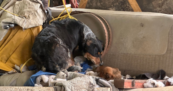 Tweet card summary image