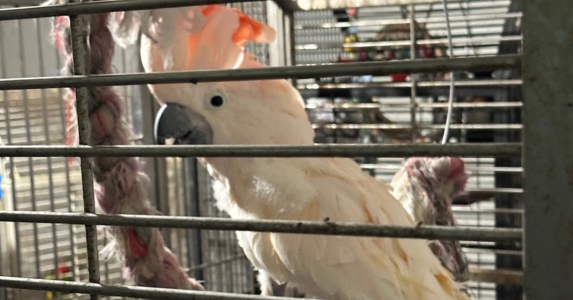 Tweet card summary image