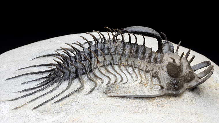 fossiltenchou's tweet card. モロッコ産、古生代デボン紀の三葉虫クアドロプスの化石です。トゲもフォークもしっかり確認できます。