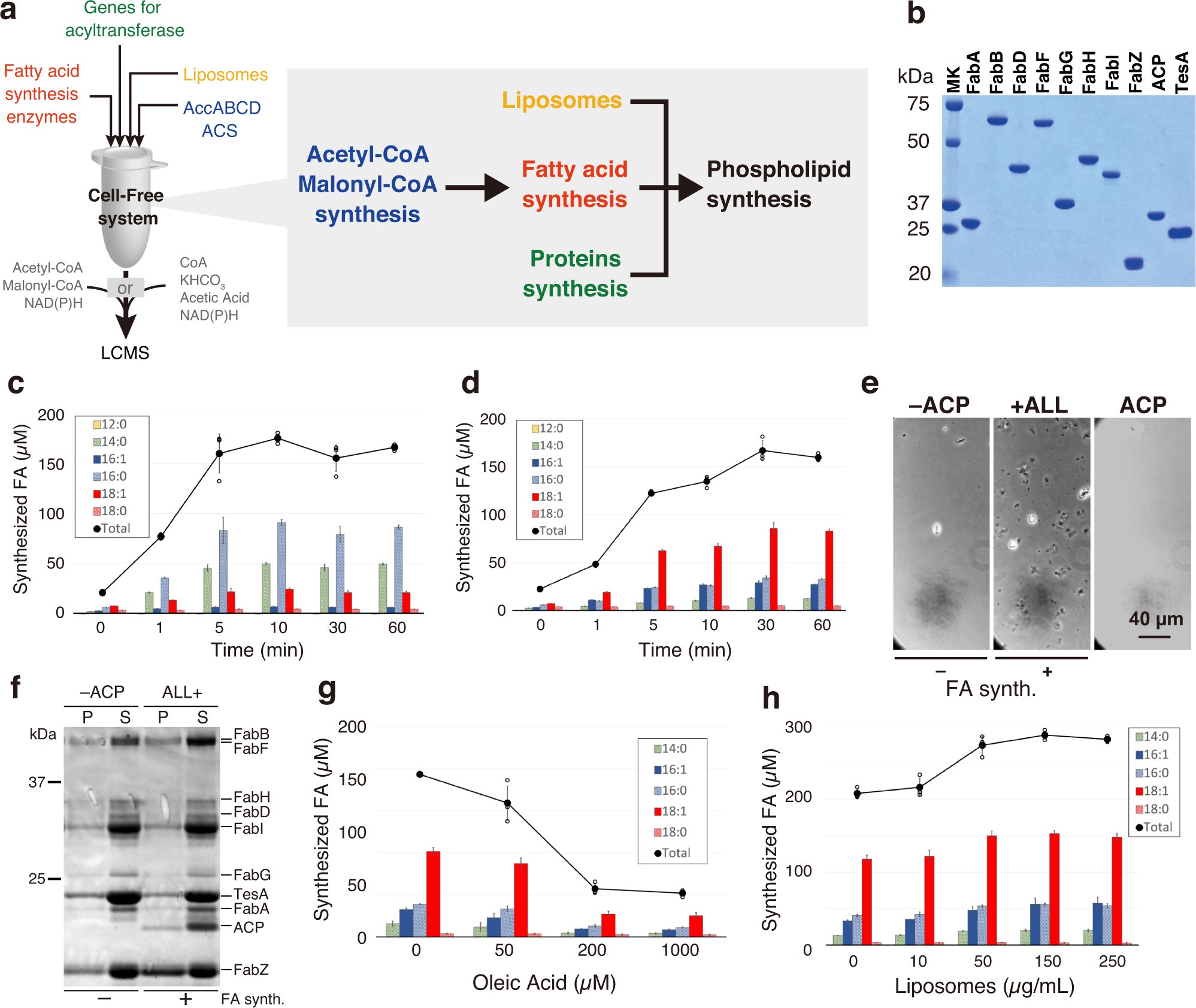 liposomania's tweet card. Communications Biology - A giant vesicle system combines fatty acid synthesis pathways, CoA recycling, and cell-free acyltransferase gene expression to perform phospholipid synthesis inside.