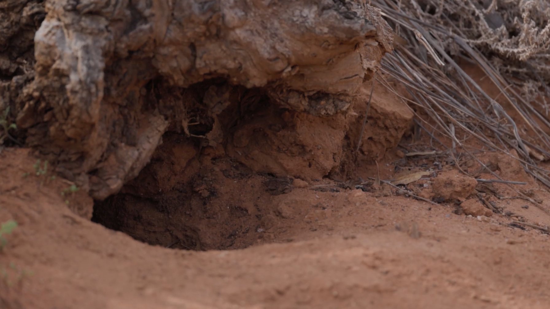carlesdijous's tweet card. “Babies are always a really special find, particularly for a species as difficult to spot in the wild as the numbat.”