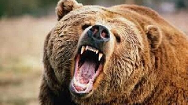 yard12_sougo's tweet card. 熊を有害な害獣と認定し徹底的に駆除を求めます。一刻も早く法改正を！！