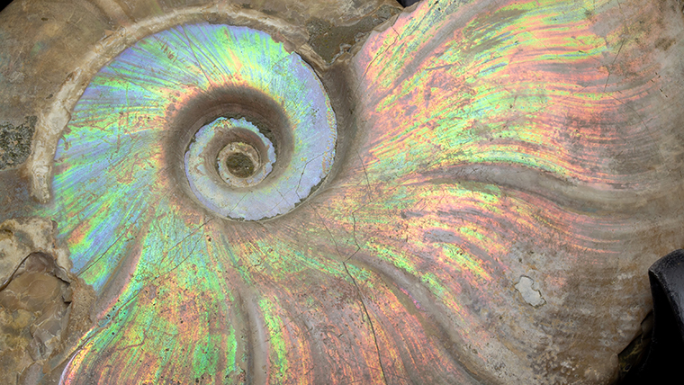 fossiltenchou's tweet card. マダガスカル産、白亜紀のアンモナイトの化石です。片面では縫合線、もう片面では遊色が見られます。