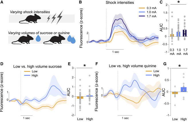 MunirGunesKutlu's tweet card. Kutlu et al. examine dopaminergic information encoding in the nucleus accumbens. This work revises the long-held theory of dopamine as a reward prediction molecule and provides a novel framework for...