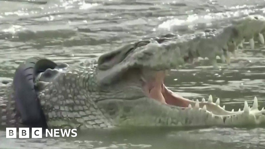 TheCryptoCrocs's tweet card. The wild reptile was helped by a local resident after a three-week rescue effort.