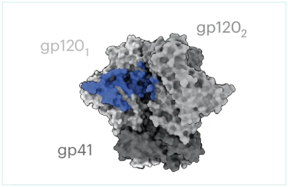 aidsmap's tweet card. An antibody from a Tanzanian woman discovered during screening for anti-HIV antibodies shows a strong therapeutic potential in a preclinical study. Named 04_A06, it neutralised (blocked) 97.3% of...
