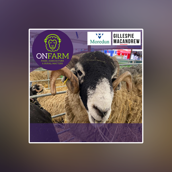 MoredunComms's tweet card. Louping-ill in sheep and grouse: crowdfunding a vaccine