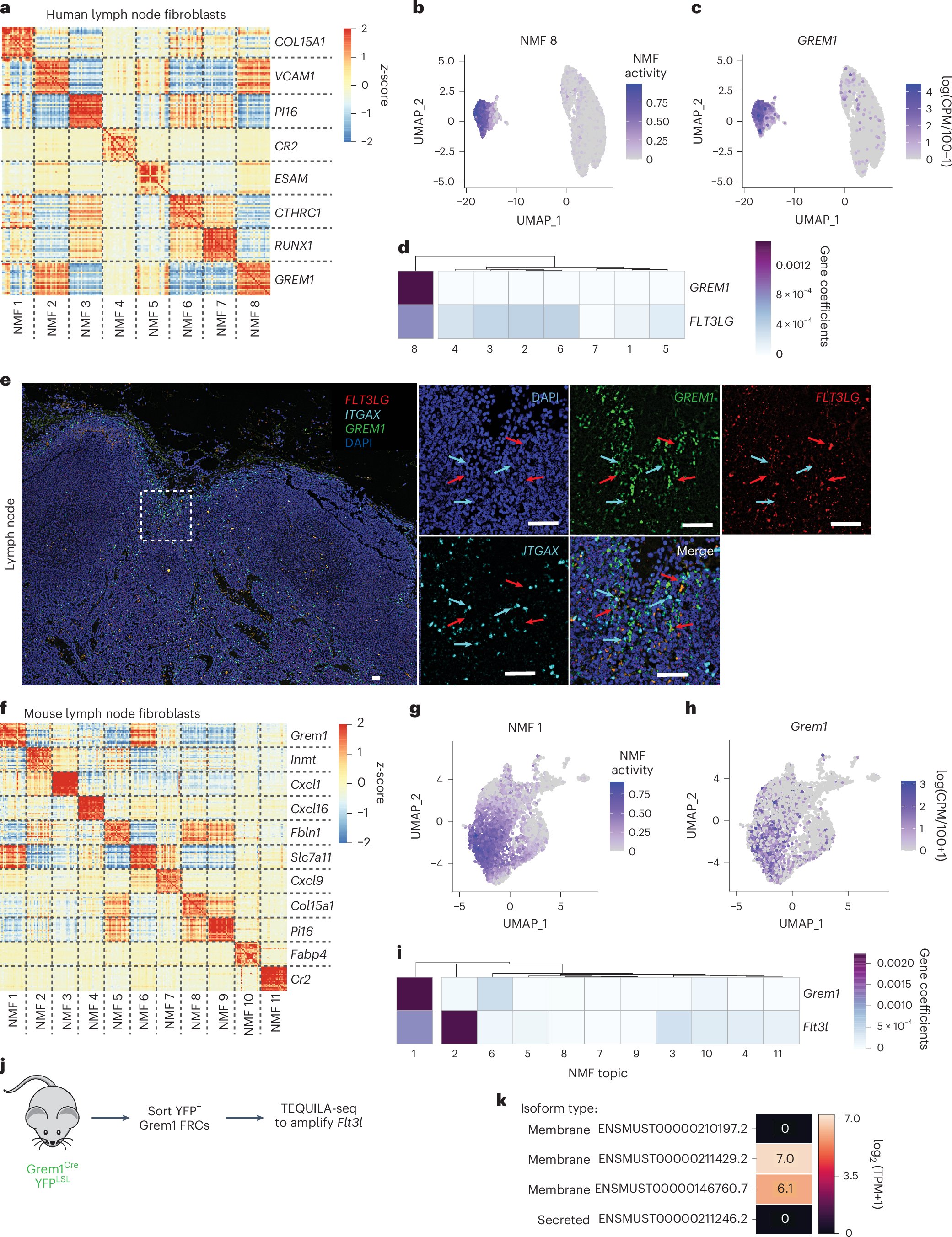 Lo_Zanzi's tweet card. Nature Immunology - Turley and colleagues find that Gremlin1-expressing lymph node fibroblastic reticular cells support dendritic cell homeostasis via provision of FLT3L.