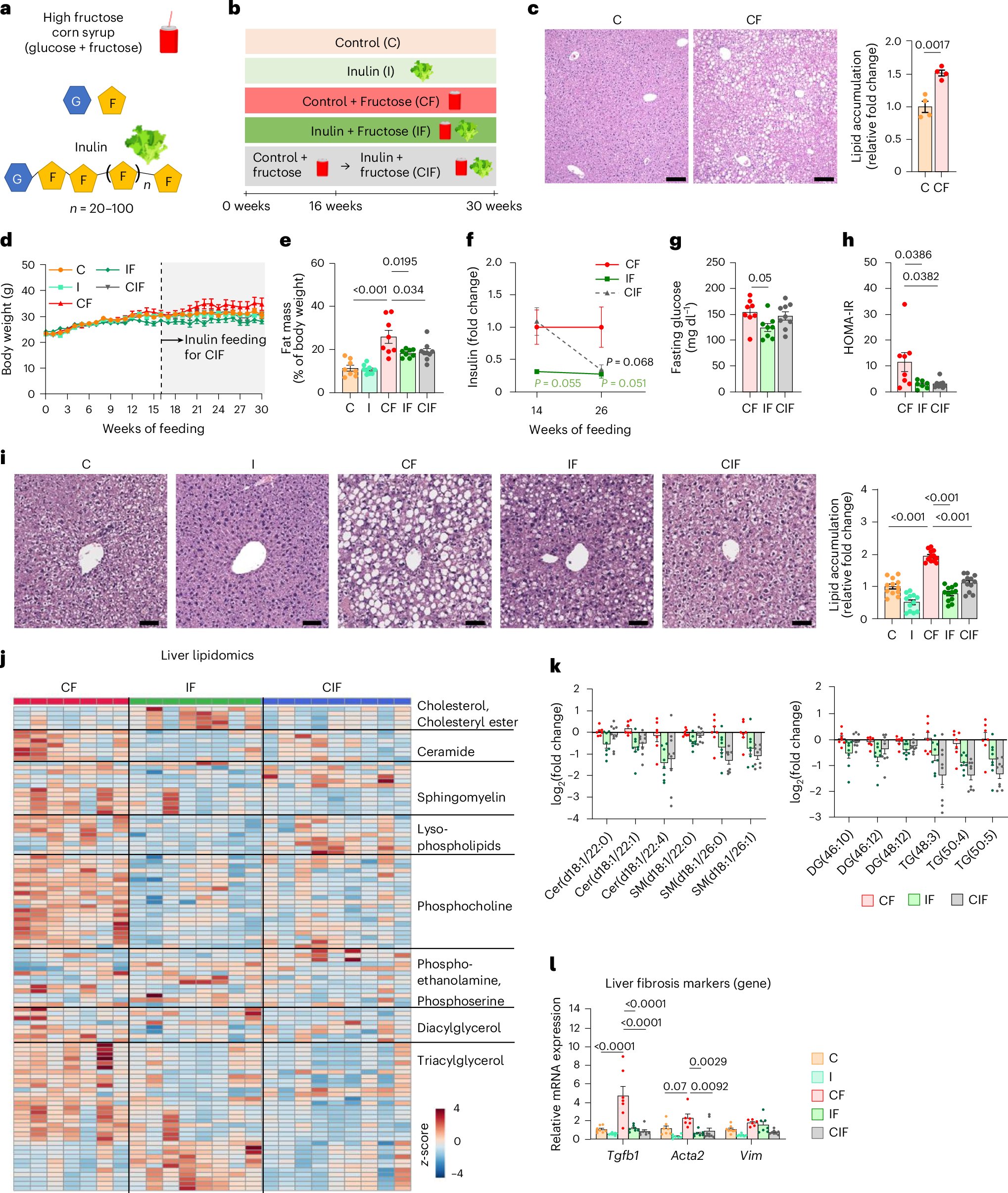 cholsoon_jang's tweet card. Nature Metabolism - The dietary fibre inulin is shown to promote fructose catabolism by the small intestinal microbiome, thereby mitigating fructose-induced hepatic lipogenesis and steatosis.