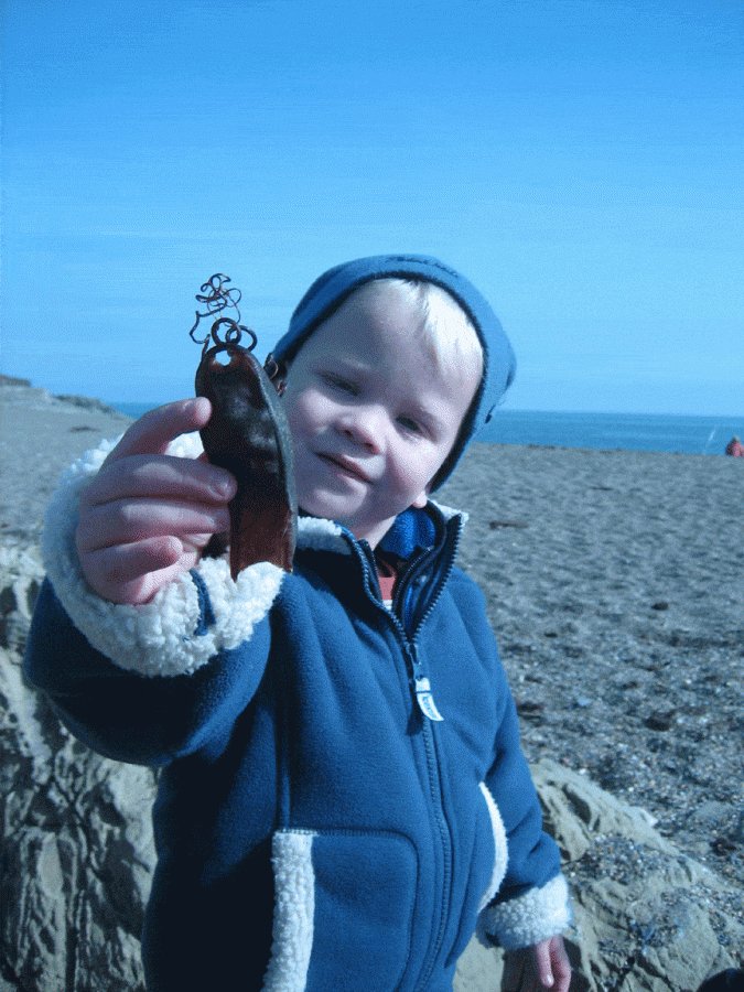 marinedimension's tweet card. If you have found a mermaid’s purse in Ireland, we would be grateful if you could complete the online recording form, including a photograph if possible with some indication of the size of the...