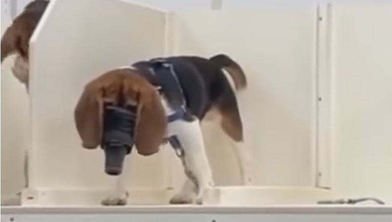 SirBobbyofMoore's tweet card. Camp Beagle posted the whistleblower video of the beagle puppies in the Marshall BioResources facility in North Rose, NY, on our socials today (11th September 2024) to say the reaction was overwhel...