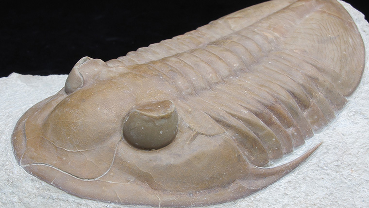 fossiltenchou's tweet card. ロシア産、オルドビス紀の三葉虫レニングラディテス（Leningradites longispinus）です。楕円形の体に、細長い頬トゲをもっていました。