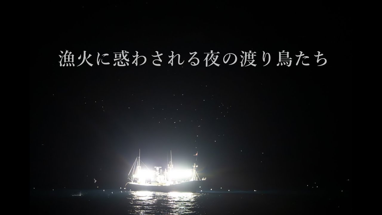 Yj0mRd5Mg5AhAjy's tweet card. 漁火に惑わされる夜の渡り鳥たち