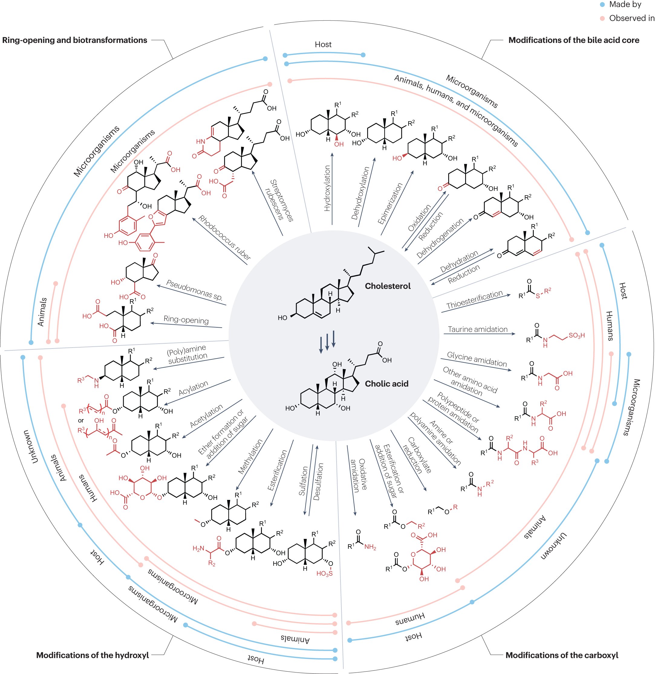 NatRevGastroHep's tweet card. Nature Reviews Gastroenterology & Hepatology - Bile acids have important roles in human metabolism and immune regulation. In this Perspective, Dorrestein and colleagues discuss the technologies...