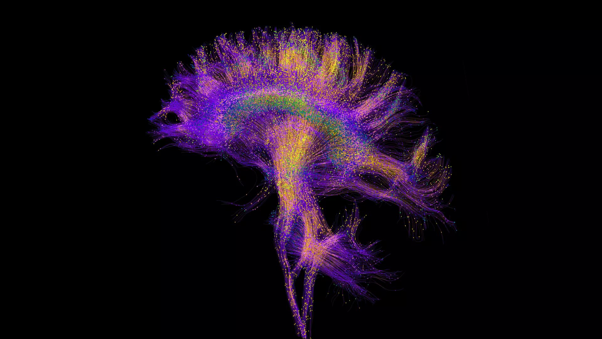 MacrinePhD's tweet card. In line with this framework, results from Ishida et al. (2024), based on neuronal recordings in monkeys, reveal that regions within the posterior perisylvian...