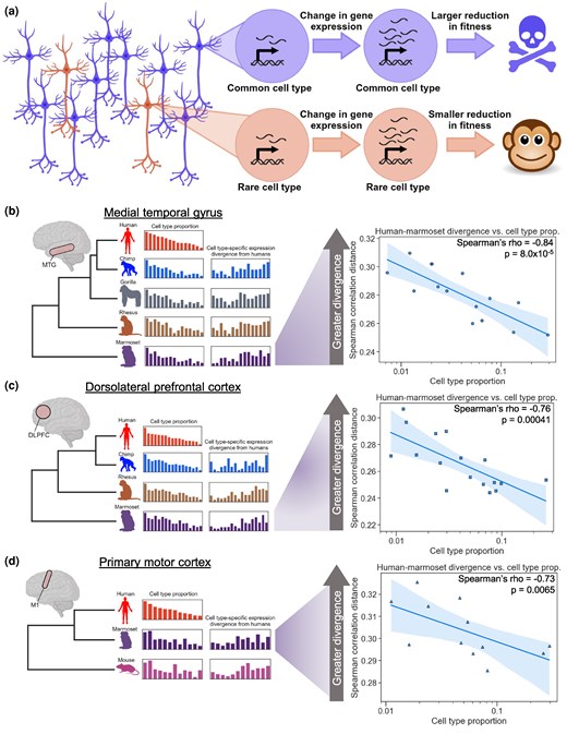 aicapital_io's tweet card. Abstract. The remarkable ability of a single genome sequence to encode a diverse collection of distinct cell types, including the thousands of cell types f