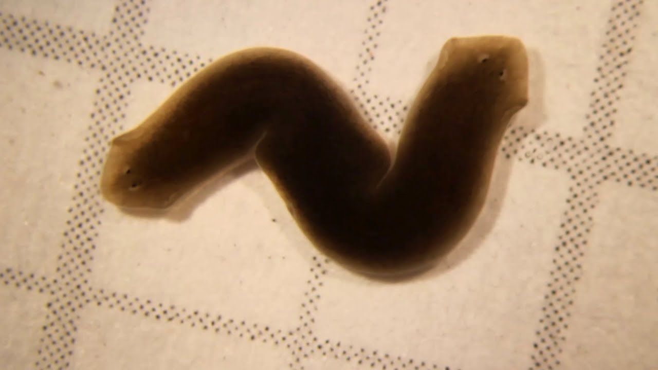 twistopherrobin's tweet card. "What the physiological software of life means for patient-specific...