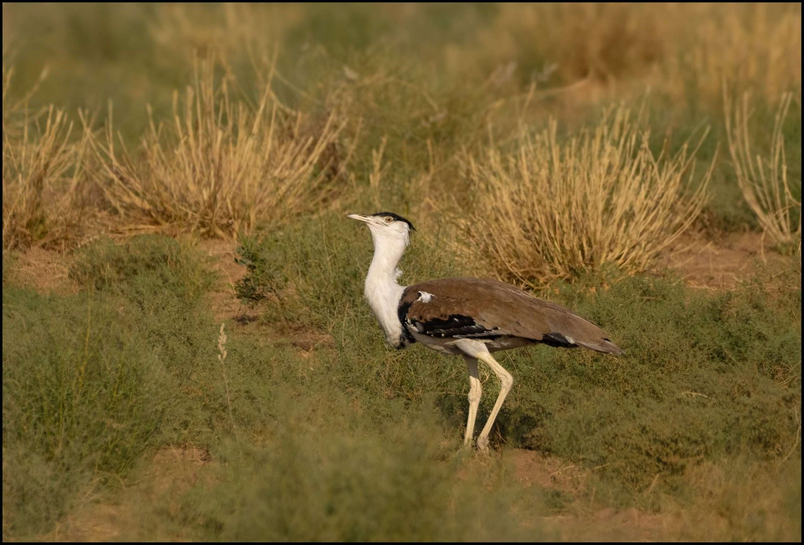parth_rkt's tweet card. Musing on the Great Indian Bustard, a ground-dwelling bird species found only in the Indian subcontinent which is critically endangered today.