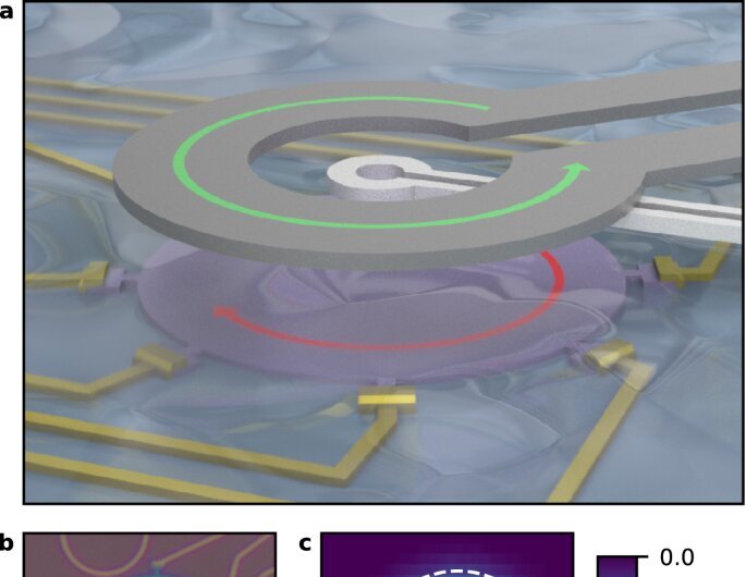 physorg_com's tweet card. Using state-of-the-art magnetic imaging, a Cornell-led collaboration has for the first time characterized a key property of the superconducting state of a class of atomically thin materials that are...