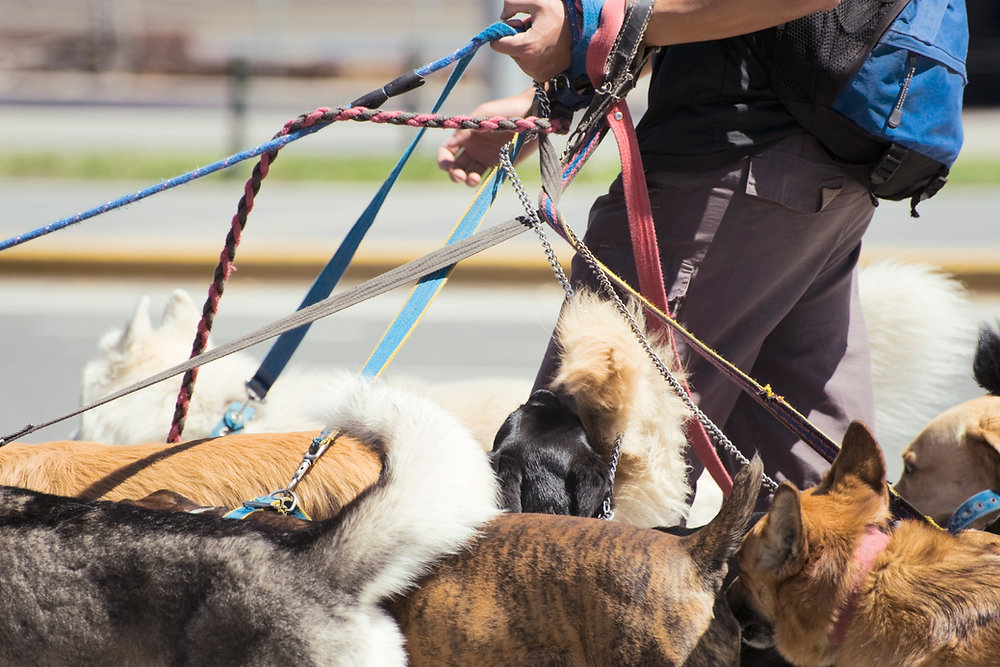 MarksDogBlog's tweet card. Are you looking to start a dog-walking business? Whether you're just starting out or you've been in the business for a while, these five tips will help you grow your dog-walking business. Keep...