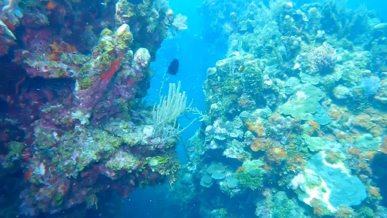 CollectionReef's tweet card. Your FAQs About Coral Reefs, Answered