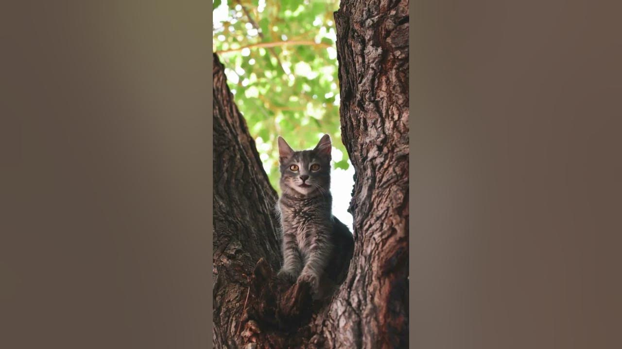 jeenadd's tweet card. ผมไม่ได้หยิ่งนะ…ผมแค่แพงและเลือกคน #สัตว์พูดได้ #cat #keepatool...