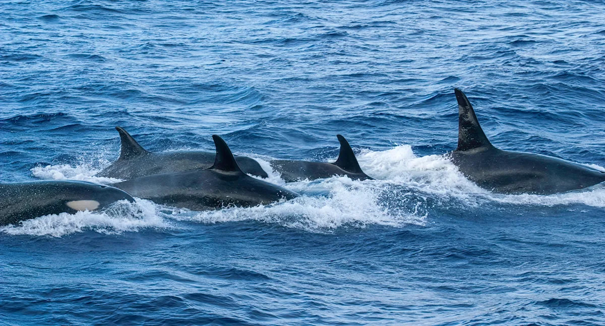 YahooNewsAU's tweet card. A an elusive pod of orcas that's only been photographed twice is unlike any other known population. See the pictures here.