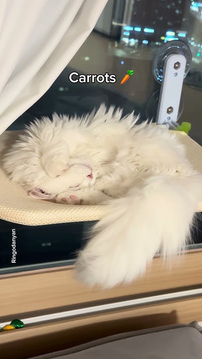 sharperdotnet's tweet card. My cat has selective hearing🍗 #shorts #cat #funny