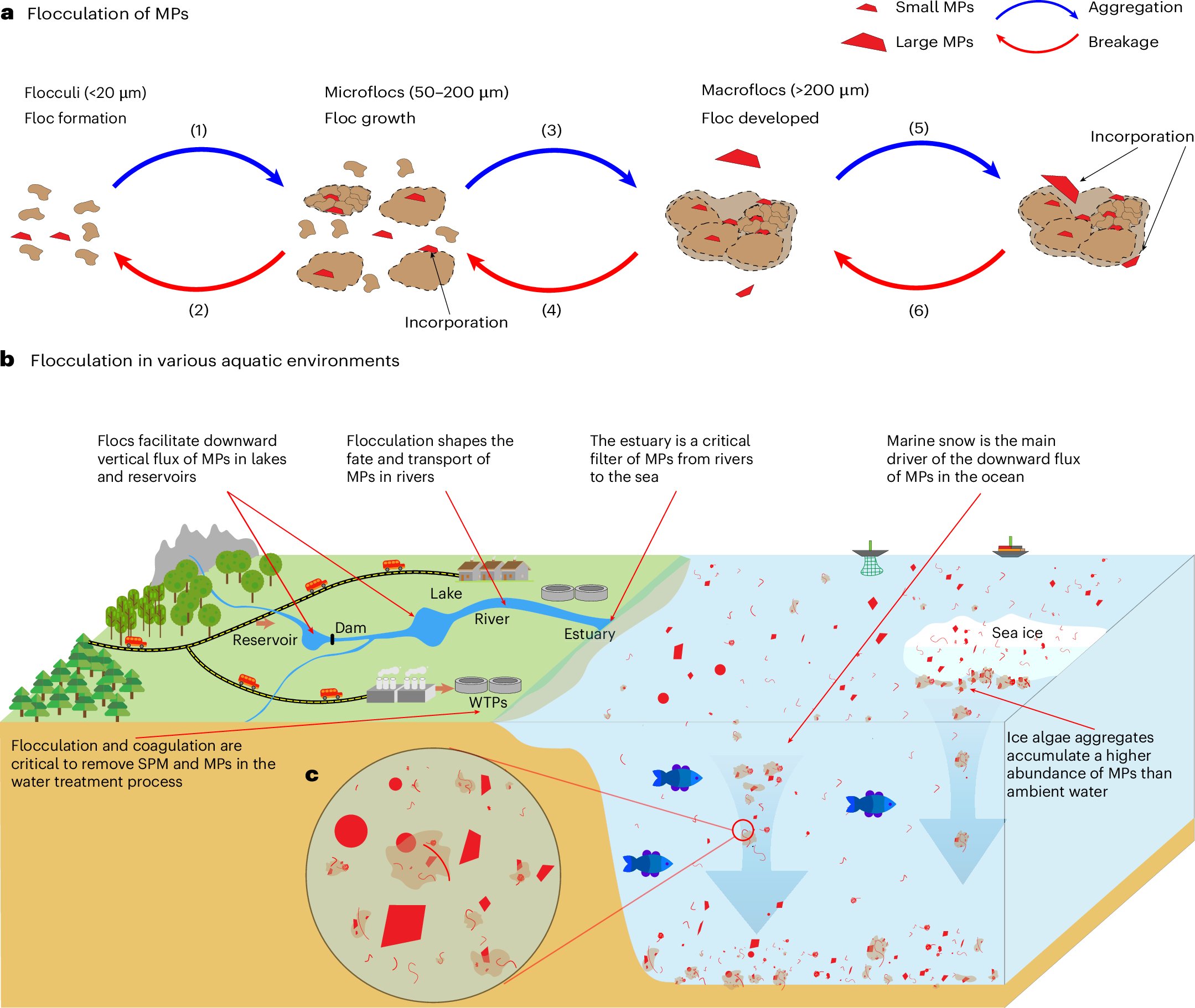 nanwu1112's tweet card. Nature Water - Microplastics dispersed in the environment can be transported as single entities or in flocs. Analysis of existing and new data shows that microplastic transport can be modelled in a...