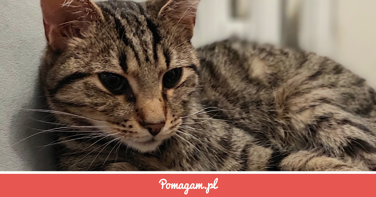 WojciechSiedle1's tweet card. Wicherek, nasz kochany i wyjątkowo spokojny kocurek, znalazł się w dramatycznej sytuacji. Diagnoza przyszła nagle — choroba śmiertelna. Bez leków Wicherek umarłby w ciągu kilku dni :( Leczenie jest...