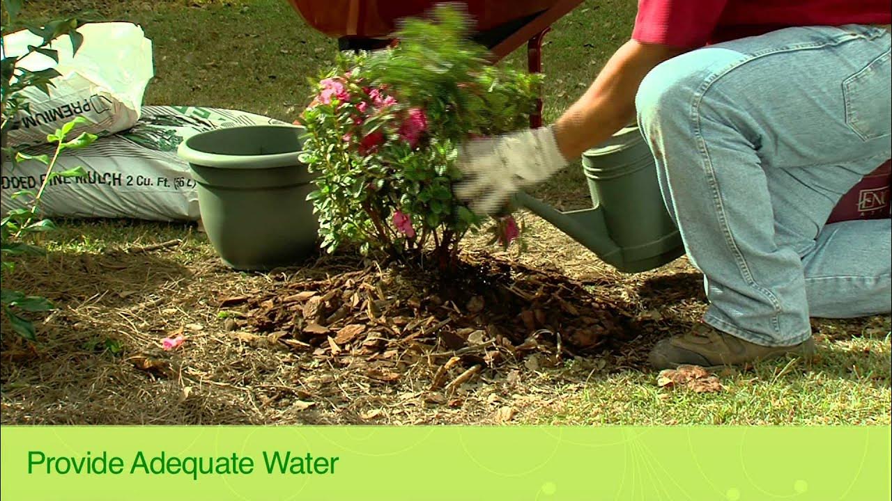 EncoreAzalea's tweet card. Encore Azaleas: West Coast Care