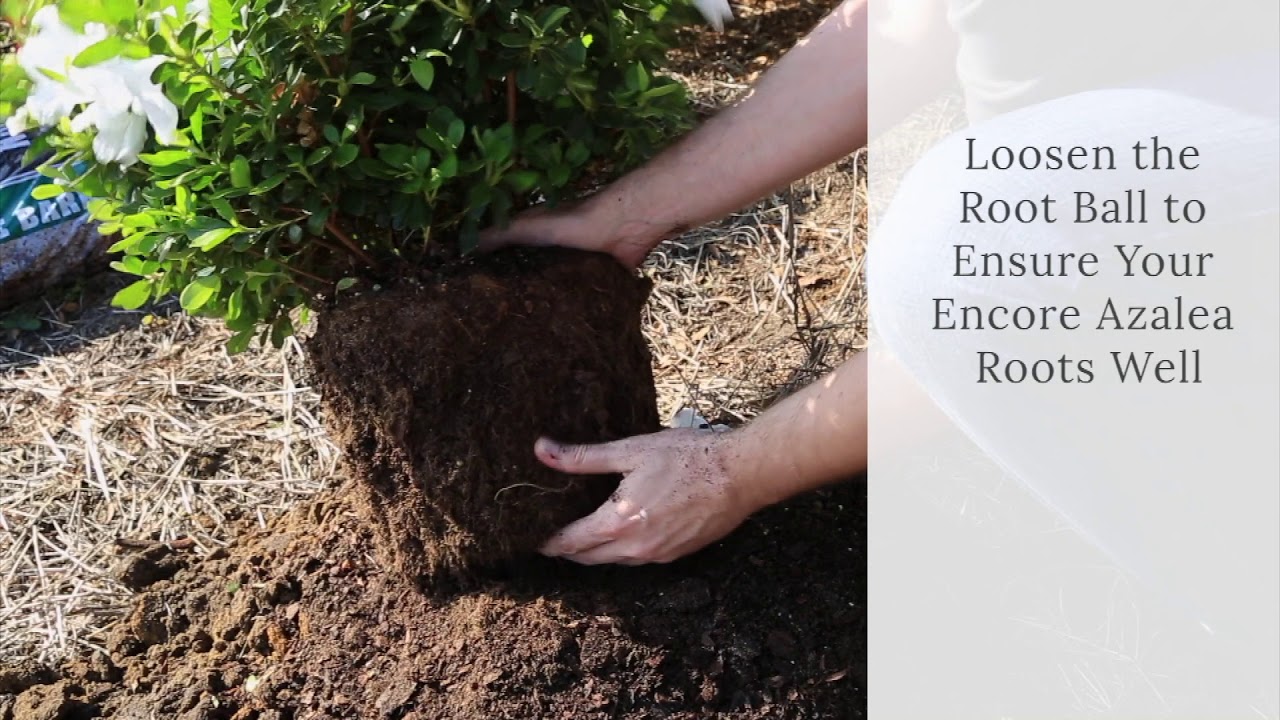 EncoreAzalea's tweet card. How To Plant Encore Azaleas