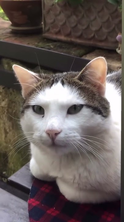 FashionFunBlog's tweet card. “Gatti Punk” lo trovi au Amazon #booktok #librisuigatti #gattichepa...