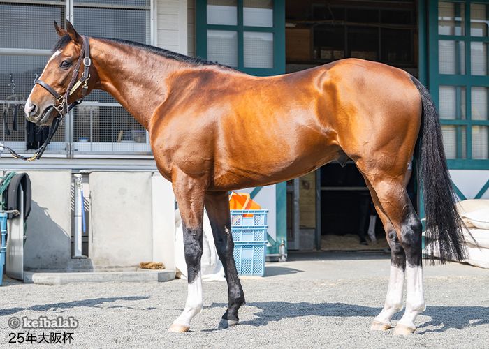 keibalab's tweet card. アルナシーム（2019年04月14日生まれ、牡馬、父モーリス、母ジュベルアリ）競走成績、馬主、調教師、血統といった基本データはもちろん、競馬場・距離・馬場状態・枠順別の成績、次走情報など予想に使えるデータを無料で公開中！