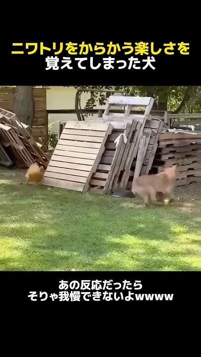 fukumarumix1's tweet card. ニワトリをからかう楽しさを覚えてしまった犬