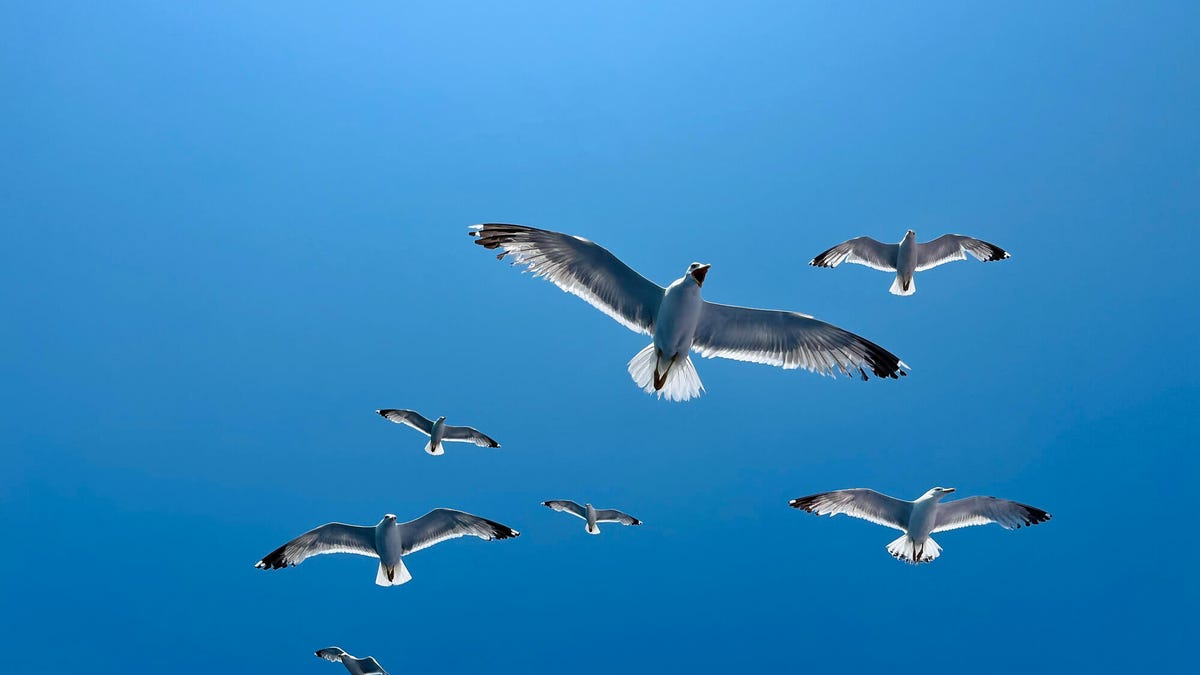 michal_dovrtel's tweet card. This extension lets you easily migrate your follows and block list from X (formerly Twitter) to Bluesky, but you need to act fast because its functionality may be short-lived. Here's why.