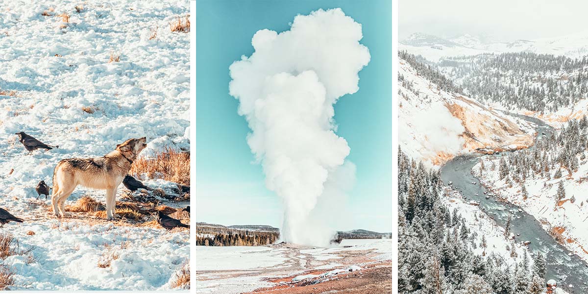 practicalwander's tweet card. Hot springs, geysers, snowmobiles, bison and wolves: here's everything you need to know to plan a trip to Yellowstone in winter!