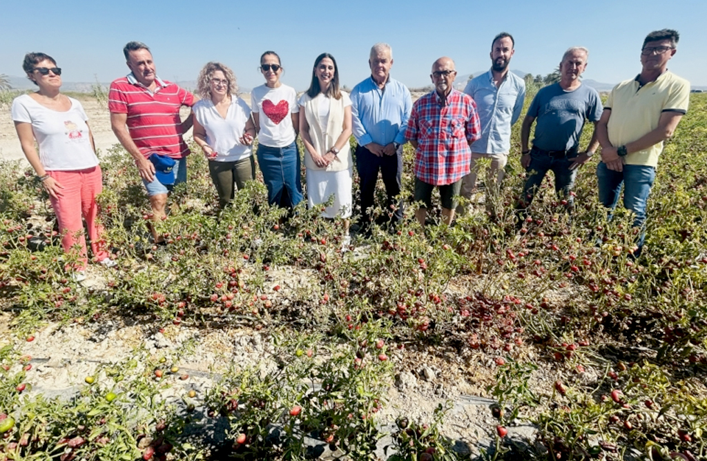 Canal6totana's tweet card. La consejera Sara Rubira visitó a una finca de Totana en la que se trabaja en la recolección de pimiento de bola