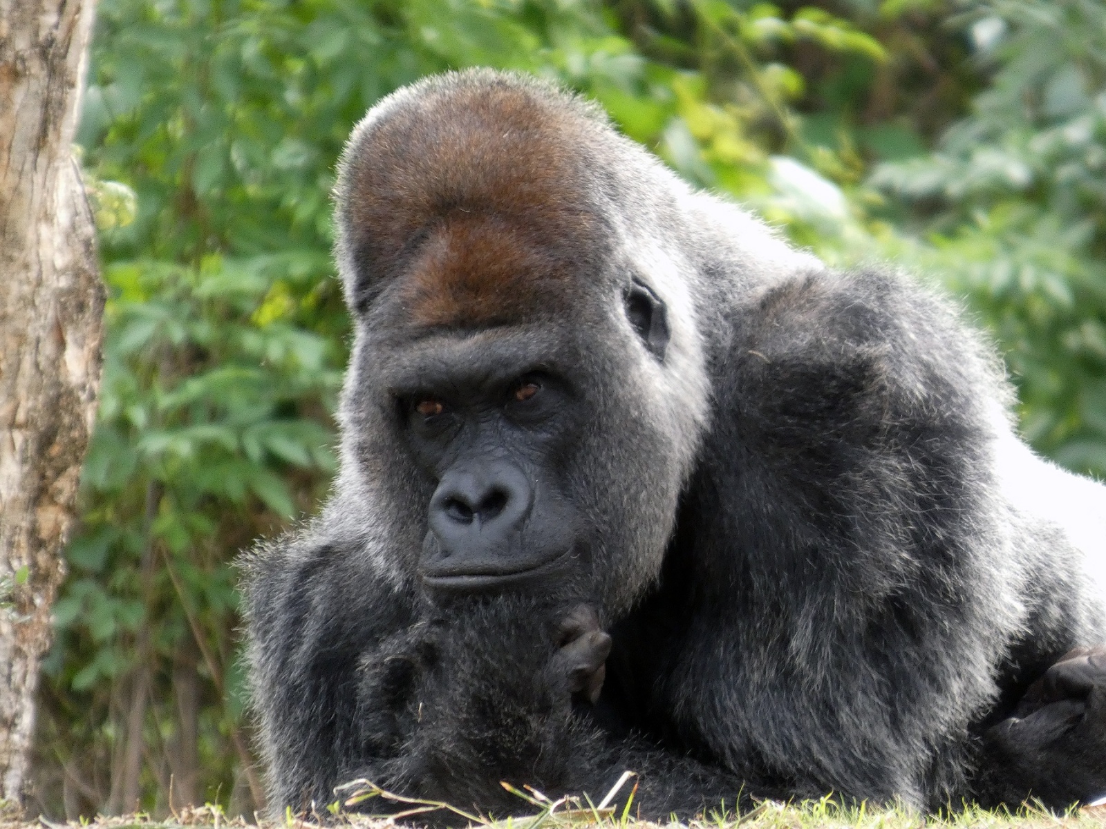 ThrillData's tweet card. Photos of theme parks, roller coasters, & more from your trips!