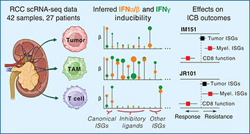 RNASeqBlog's tweet card. Single-cell RNA sequencing reveals how interferon signaling in macrophages drives resistance to immunotherapy in renal cell carcinoma, offering new insights for biomarker discovery and treatment...