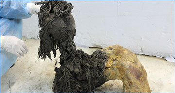 RNASeqBlog's tweet card. Researchers retrieved exceptionally preserved RNA from a 40,000-year-old woolly mammoth, revealing gene activity patterns and demonstrating the deep-time potential of RNA sequencing for understanding...