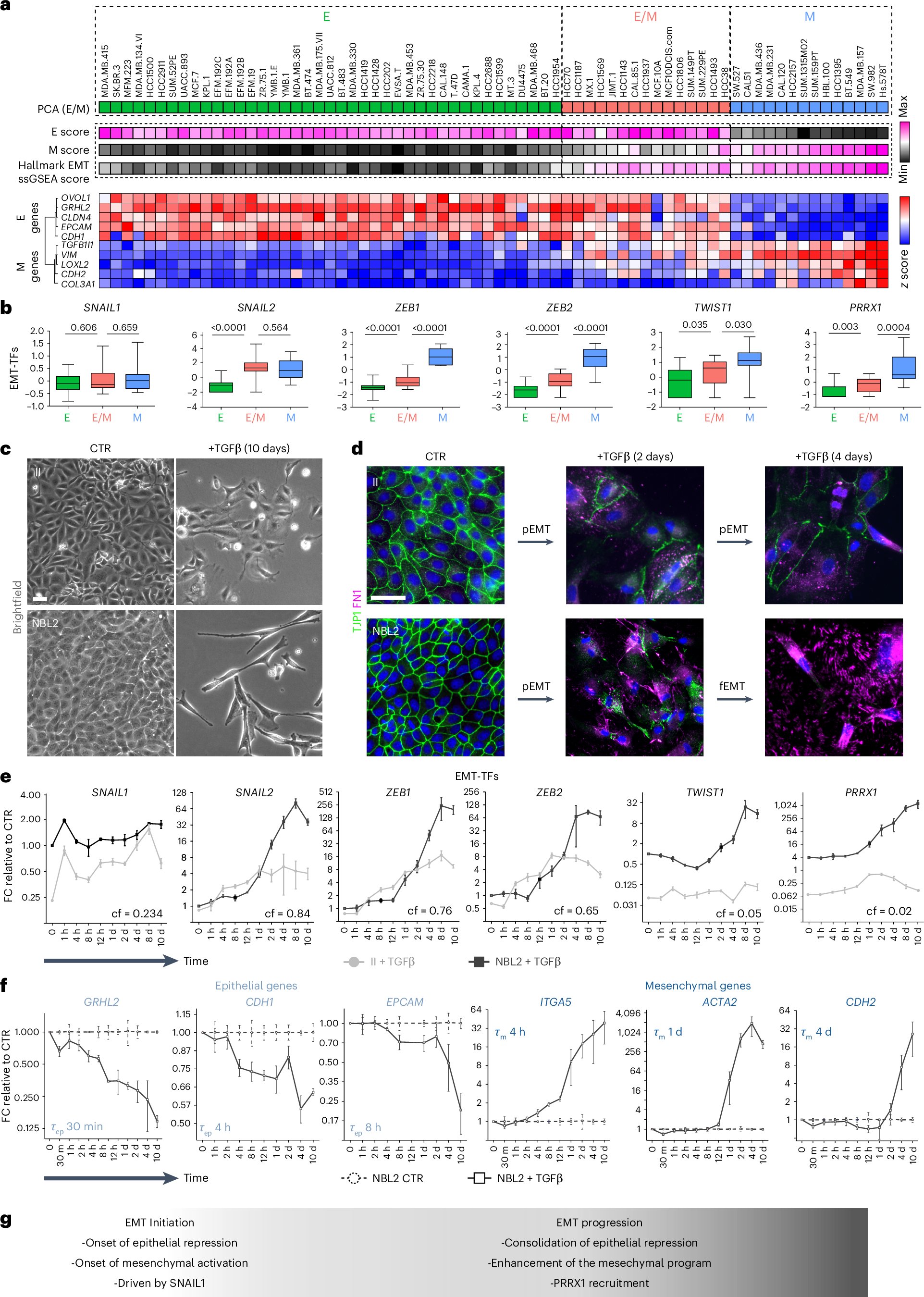 ruljc's tweet card. Nature Cancer - Youssef et al. study epithelial-to-mesenchymal transition (EMT) programs in breast cancer and identify two interdependent trajectories coexisting within tumors, with EMT...