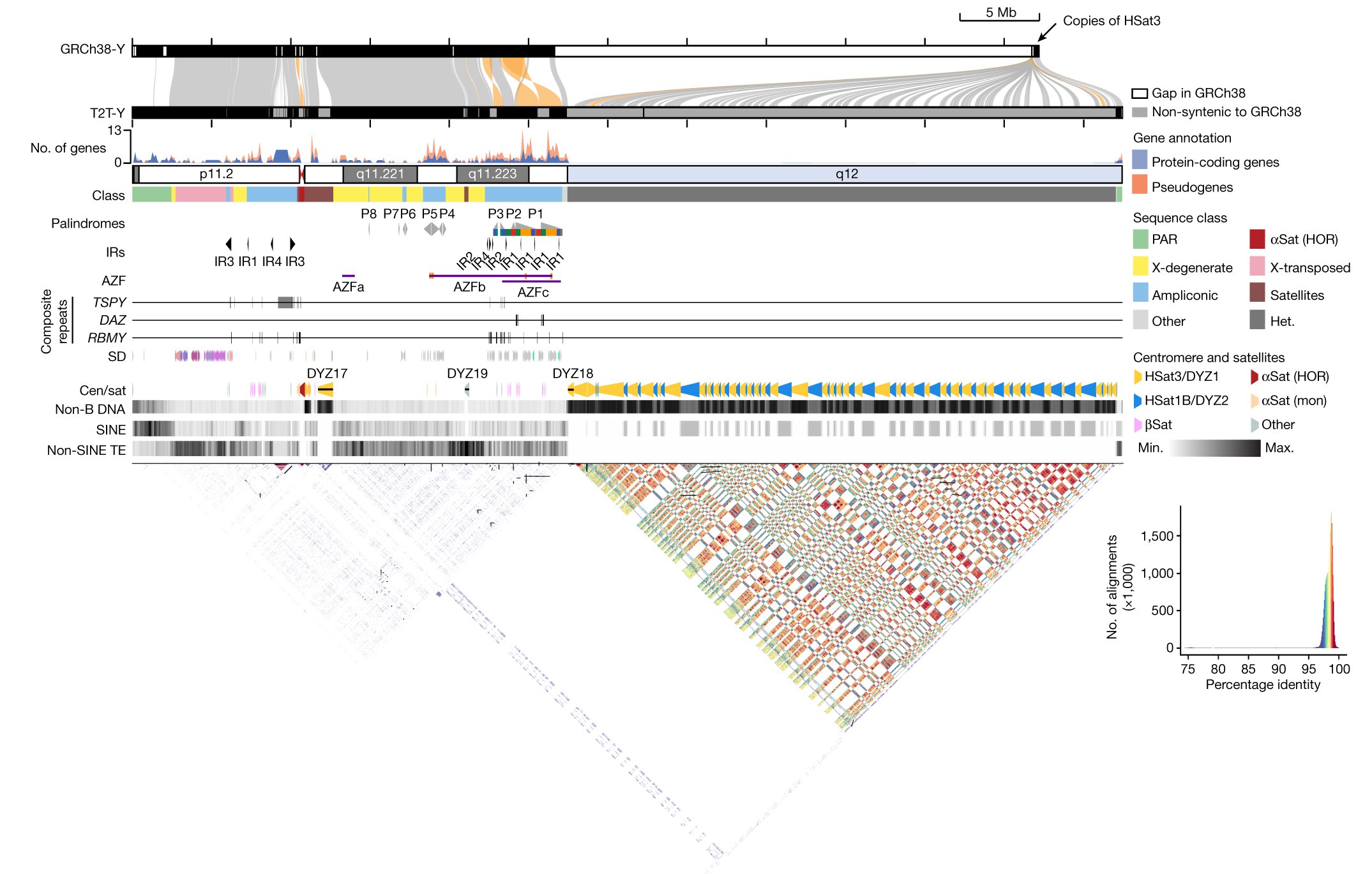 StevenSalzberg1's tweet card. Nature - We present the complete 62,460,029-base-pair sequence of a human Y chromosome from the HG002 genome (T2T-Y) that corrects multiple errors in GRCh38-Y and adds over 30 million base...