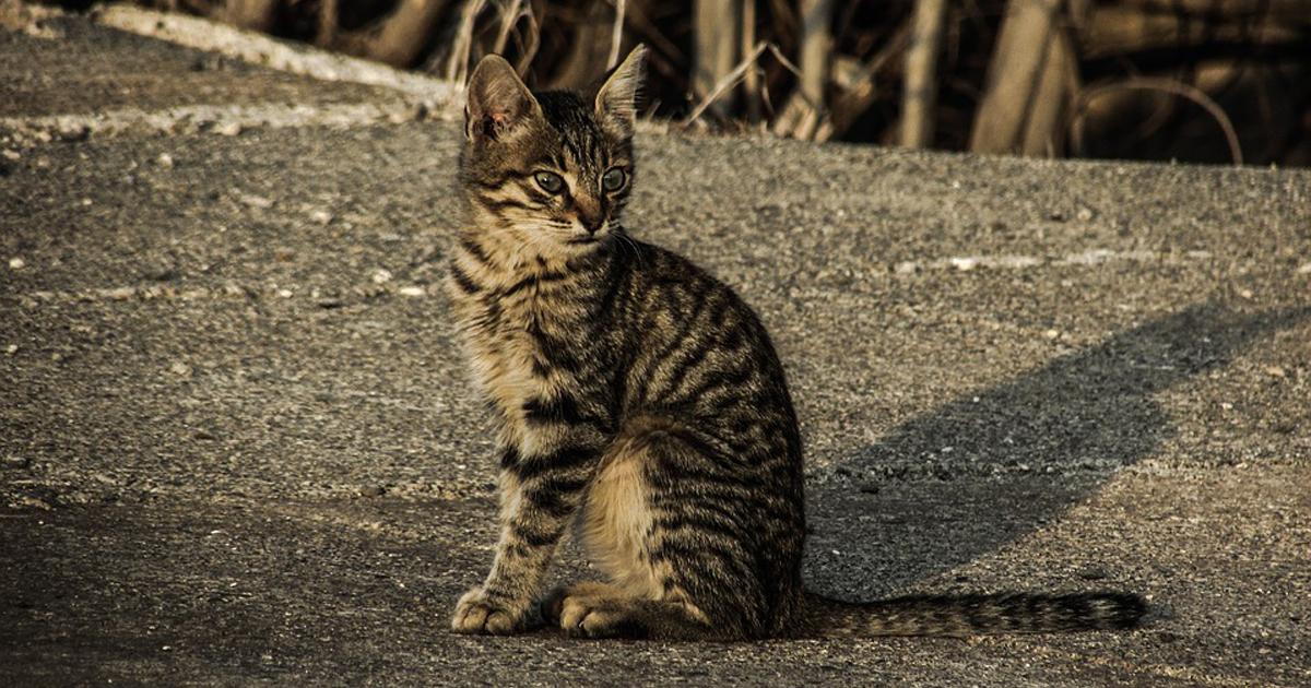 SimoneSimoni11's tweet card. E necessario sterilizzare cani e gatti, o di prendersi cura di loro, da quando sono nati, o quando sono grandi, molte persone li gettano nelle strade, parchi, quartieri, piazze, lasciandoli in cartoni