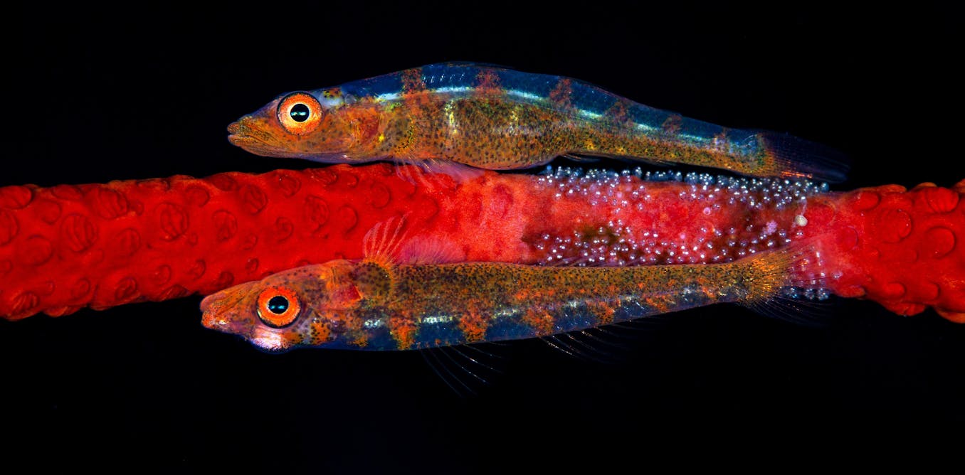 ConversationEDU's tweet card. Ever since Charles Darwin, scientists have assumed species facing the same problem often evolve similar traits. But that’s not always the case.